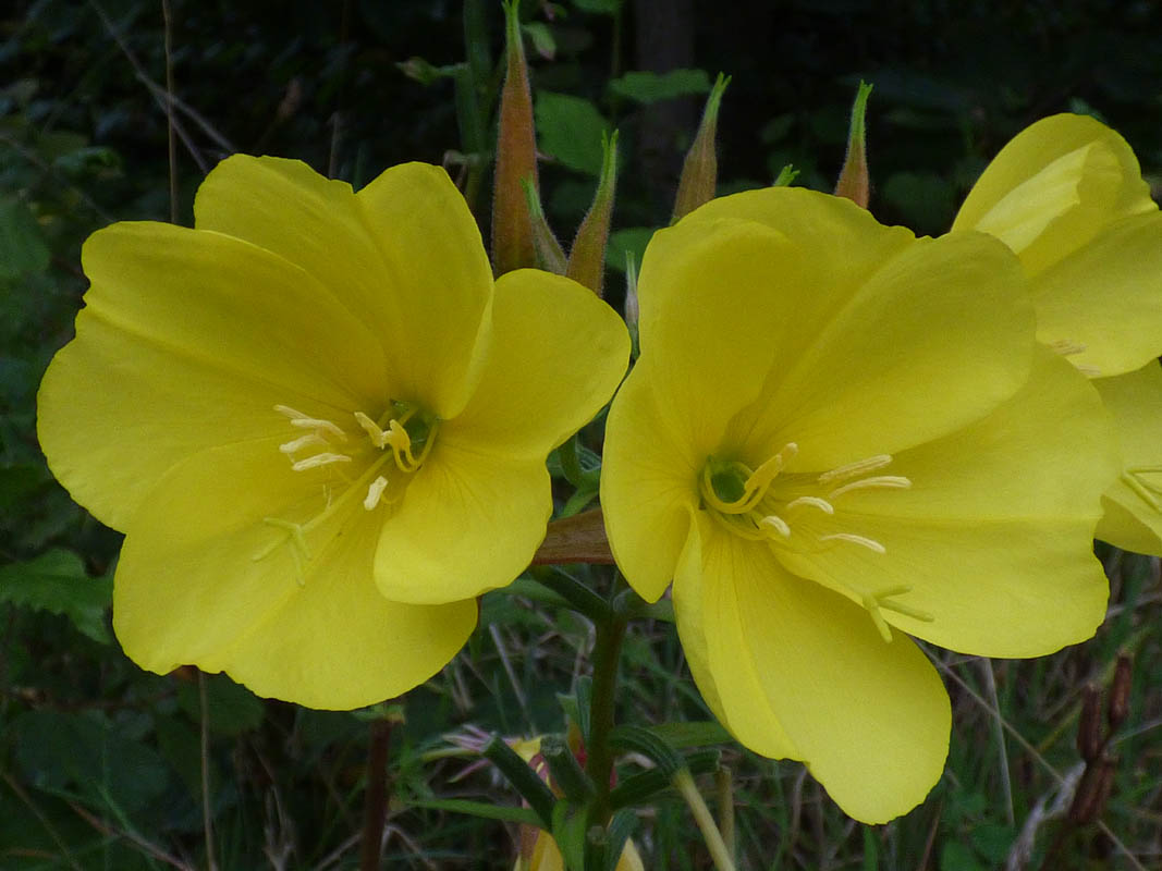 Oenothera glazioviana